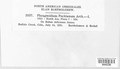 Phragmidium peckianum image